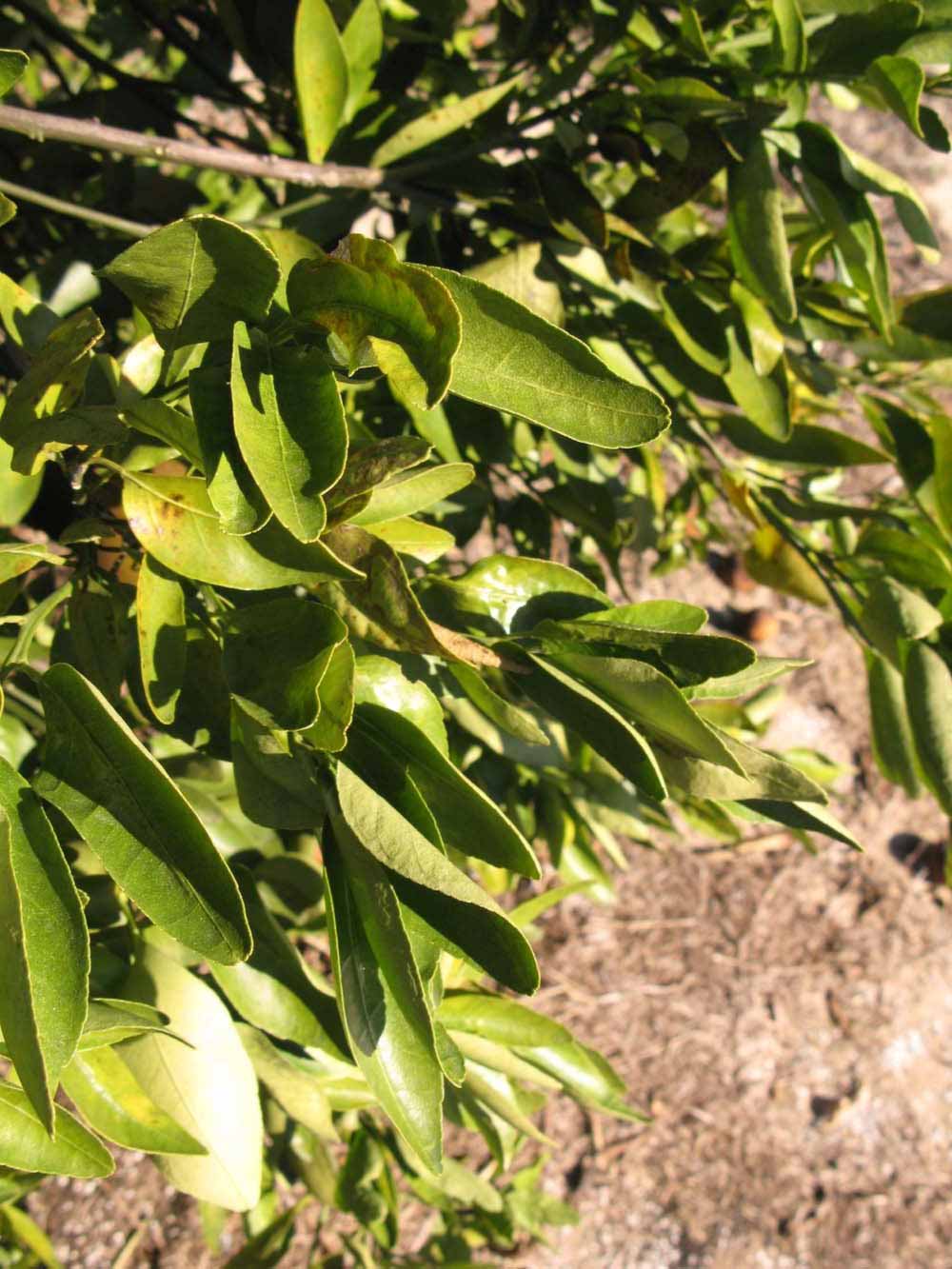            Sun leaves (Winter Haven, FL)   